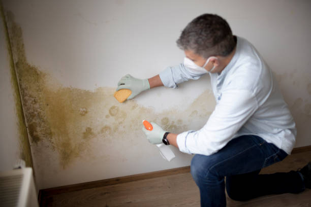 Mold Removal